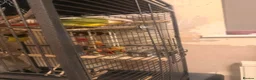 Conures birds for sale: Pineapple Conure in Chigwell - Advert 4