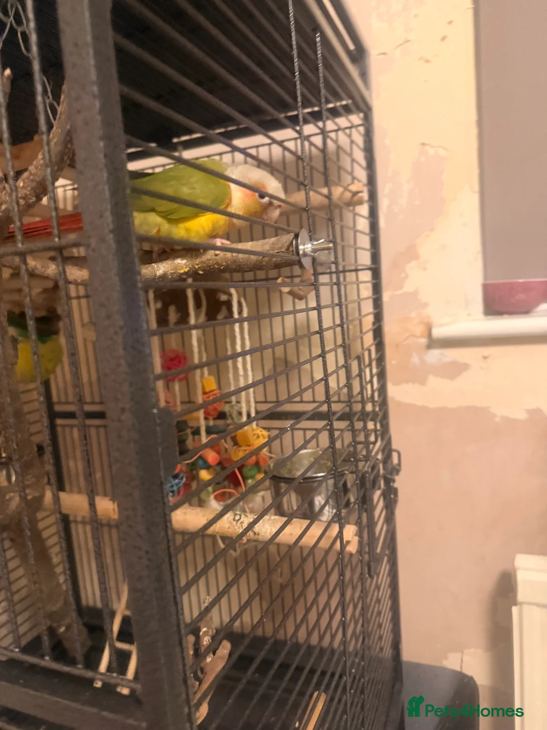 Conures birds for sale: Pineapple Conure in Chigwell - Advert 4