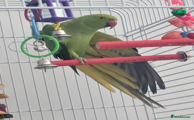 Ringnecks birds Green and Yellow Indian Ring Neck - Advert 1