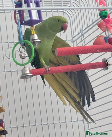 Ringnecks birds Green and Yellow Indian Ring Neck - Advert 1