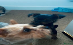 Yorkshire Terrier dogs for sale: Mini toy yorkshire terrier  in Basildon - Image 9