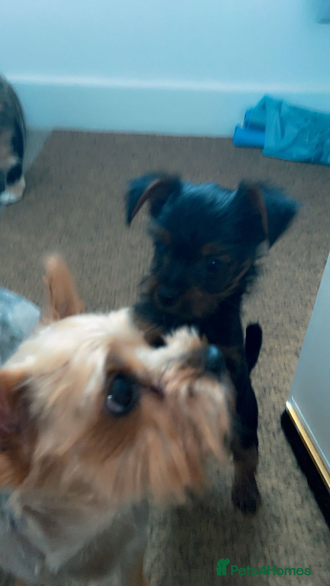 Yorkshire Terrier dogs for sale: Mini toy yorkshire terrier  in Basildon - Image 9
