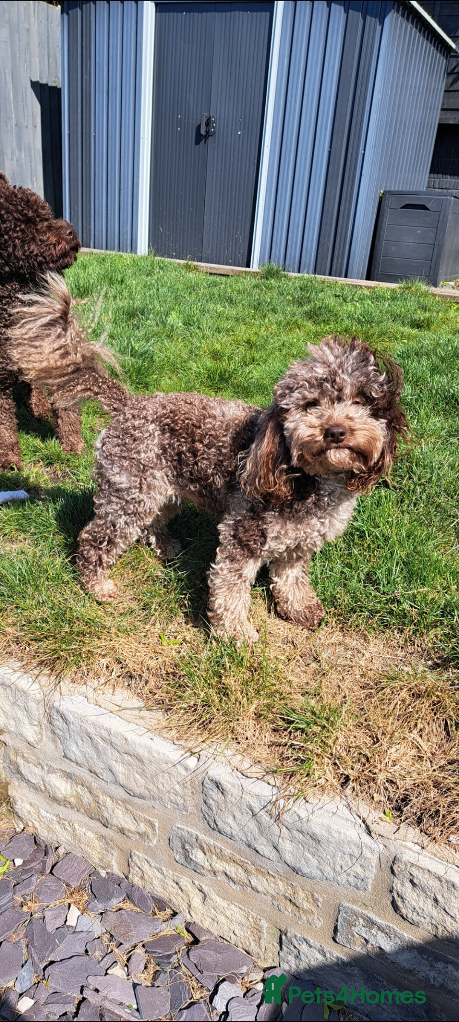 Toy Poodle dogs Cockapoo stud chocolate merle  - Advert 17
