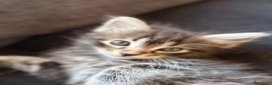 Maine Coon 1
