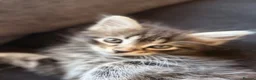 Maine Coon cats for sale: Maine coin x bengal kittens  in Melksham - Advert 4