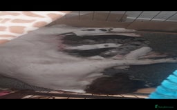 Mixed Breed dogs for sale: English springer spaniels x blue merle lurcher - Advert 3