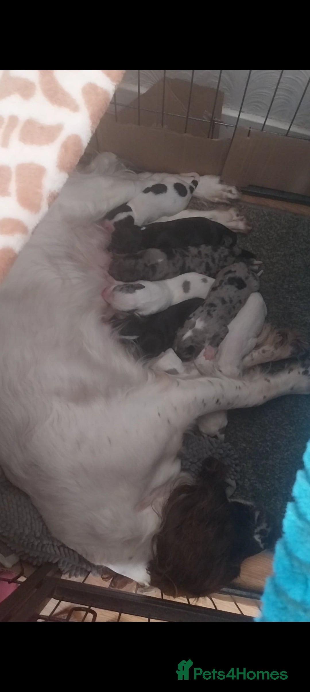 Mixed Breed dogs for sale: English springer spaniels x blue merle lurcher - Advert 3