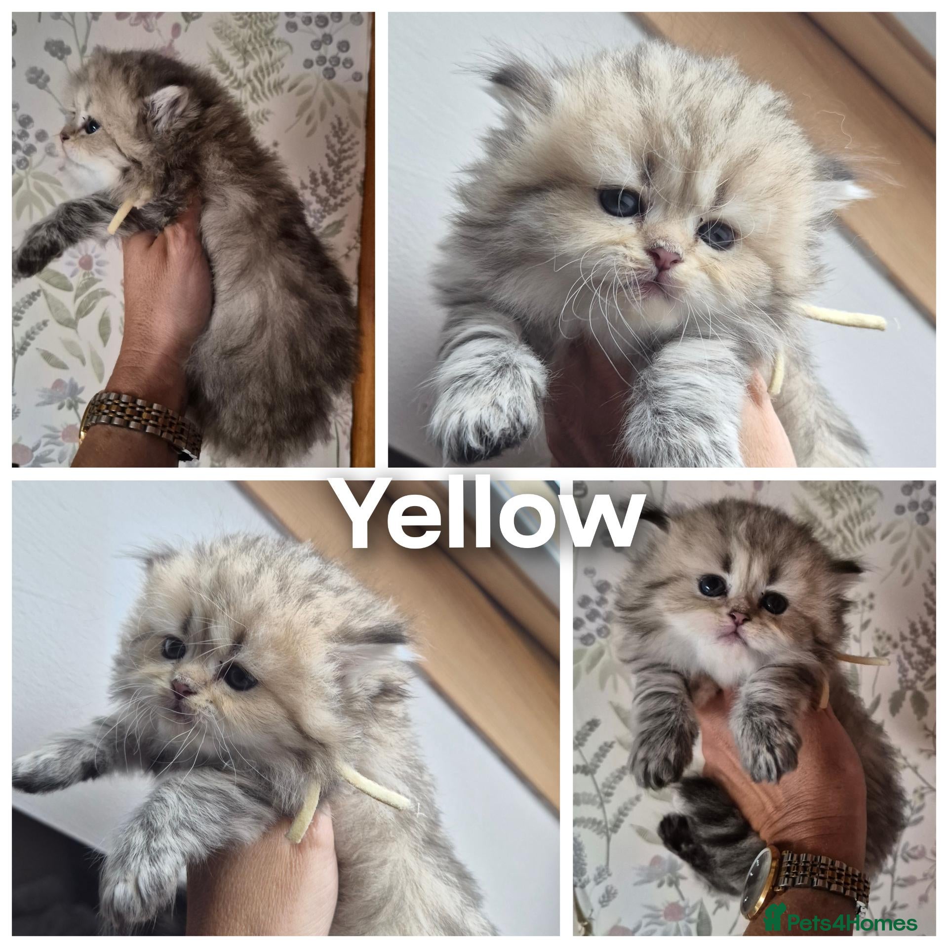 British Longhair cats Black Golden Registered  - Advert 4