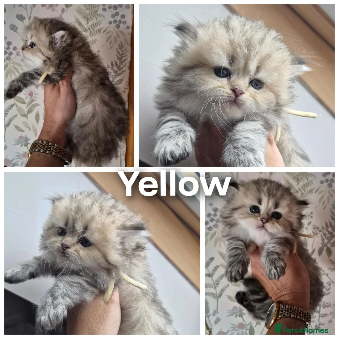 British Longhair cats for sale: Black Golden Registered  - Advert 1