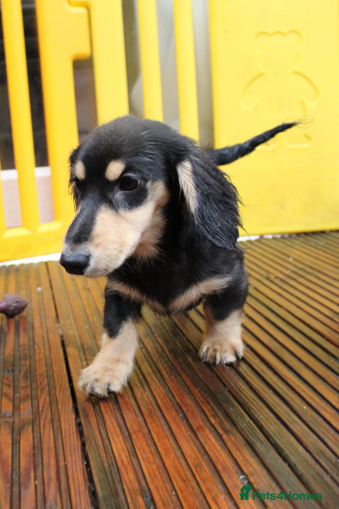 Miniature Dachshund dogs for sale: Long hair  - Advert 4
