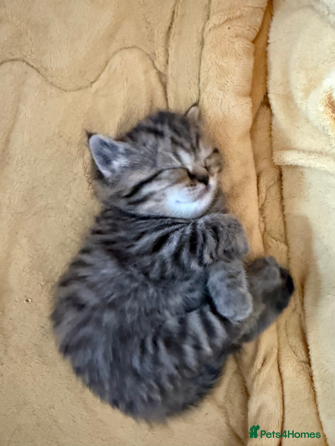 Scottish Fold cats for sale: Scottish Fold Kittens  - Advert 4