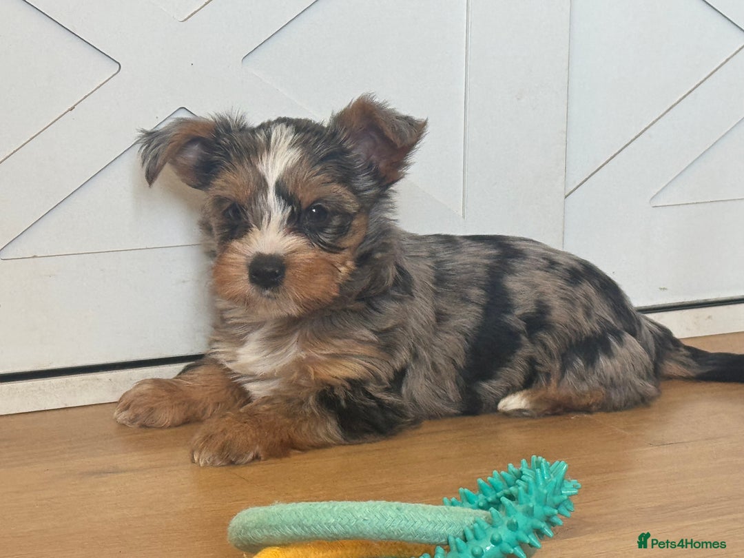 Yorkshire Terrier dogs for sale: Chocolate Merle yorkshire terrier  - Image 6