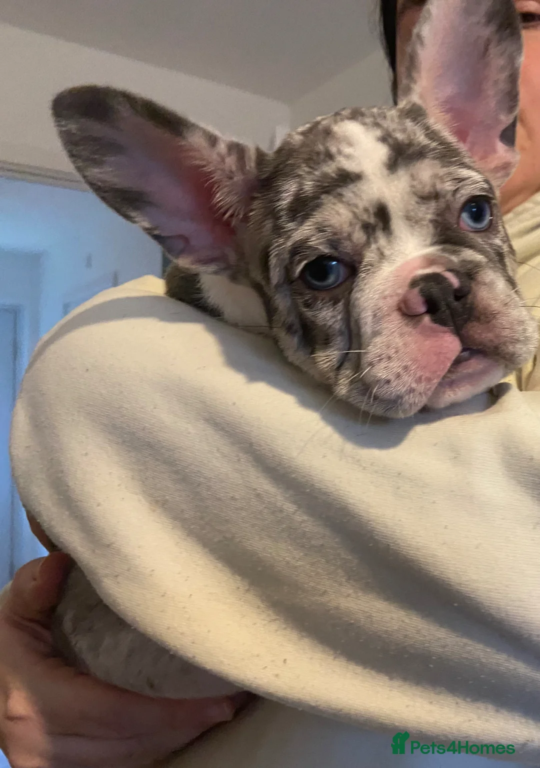French Bulldog dogs for sale: Hugo - loving Frenchie for 5⭐️Home - Advert 1
