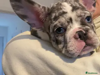 French Bulldog dogs Hugo - loving Frenchie for 5⭐️Home - Advert 1