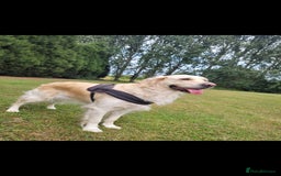 Golden Retriever dogs for sale: Beautiful golden retriever puppies - Image 1