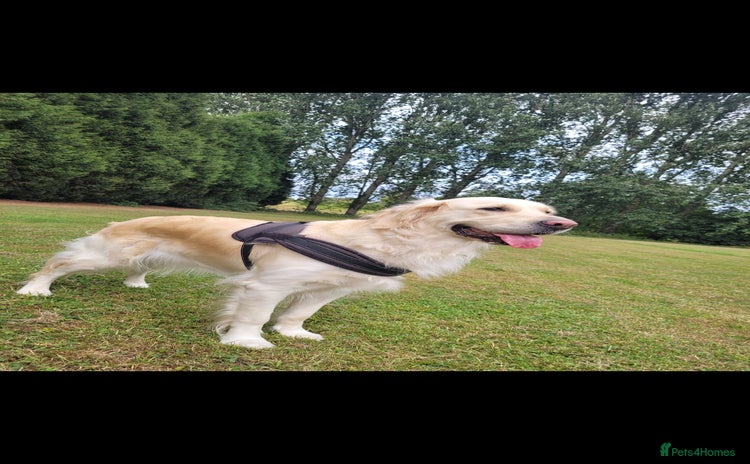 Golden Retriever dogs - Advert 9