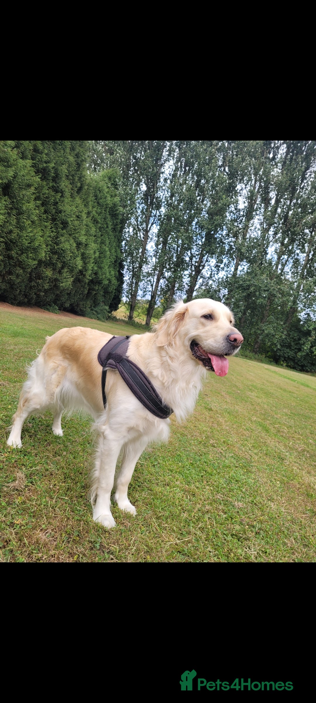 Golden Retriever dogs for sale: Beautiful golden retriever puppies - Image 1