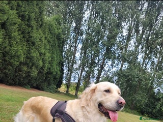 Golden Retriever dogs for sale - Advert 1