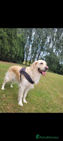 Golden Retriever dogs - Advert 1