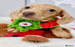 Miniature Dachshund dogs for sale: 🩷🌟Beautiful cream dapple KC Female 🌟🩷 - Advert 6