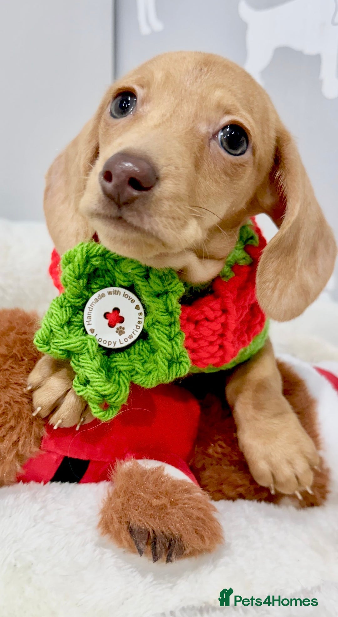 Miniature Dachshund dogs for sale: 🩷🌟Beautiful cream dapple KC Female 🌟🩷 - Advert 6