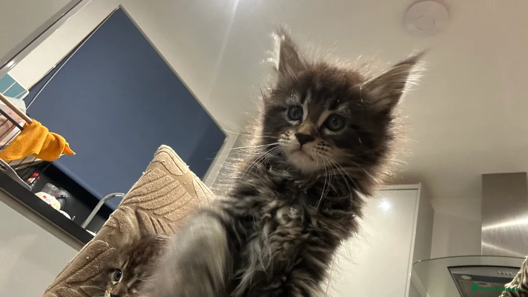 Maine Coon cats for sale: NEW YEARS EVE MAINE COON KITTENS - Advert 10