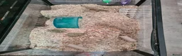 Gerbil rodents for sale: 2 FEMALE GERBILS IN A BUCASTATE CAGE  - Advert 1