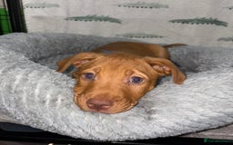 Mixed Breed dogs for sale: 6 Beautiful Fur Babies - Image 6