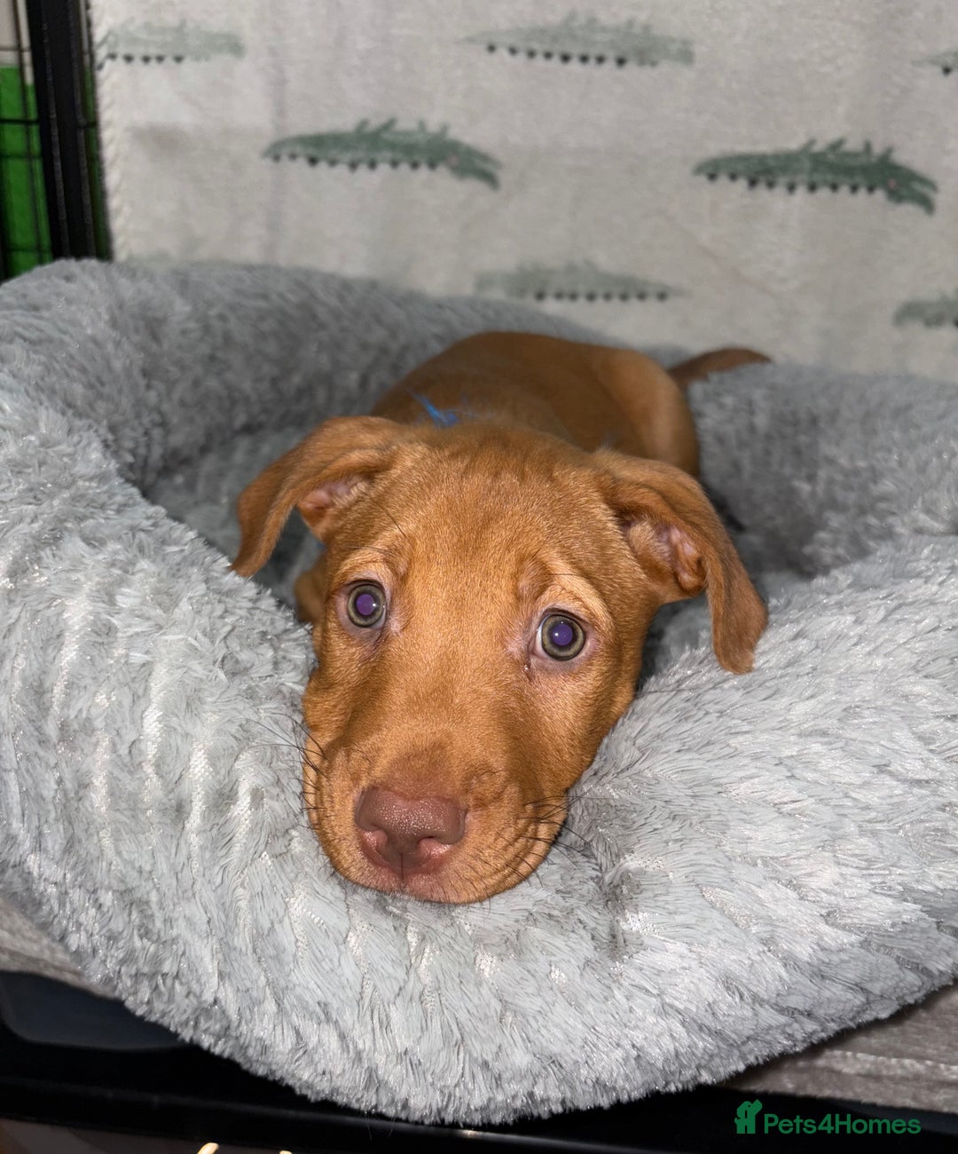Mixed Breed dogs for sale: 6 Beautiful Fur Babies - Image 6