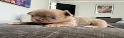 Chihuahua dogs for sale: Beautiful Chihuahua Puppies Available For Sale in Manchester - Advert 5