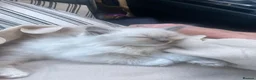 Ragdoll cats for sale: Pure ragdoll kittens  in Enfield - Advert 19