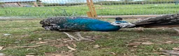 Peafowl poultry for sale: Black shoulder peacocks for sale - Advert 4