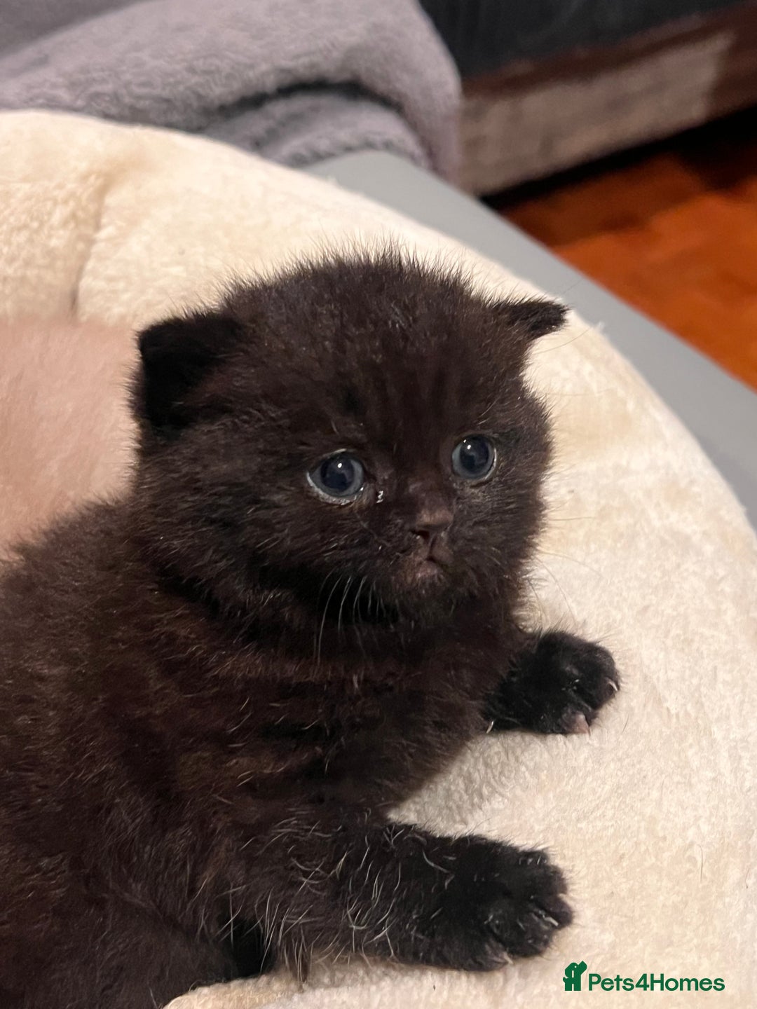 British Shorthair cats for sale: Multi-colour GCCF British Shorthair kittens  - Advert 28