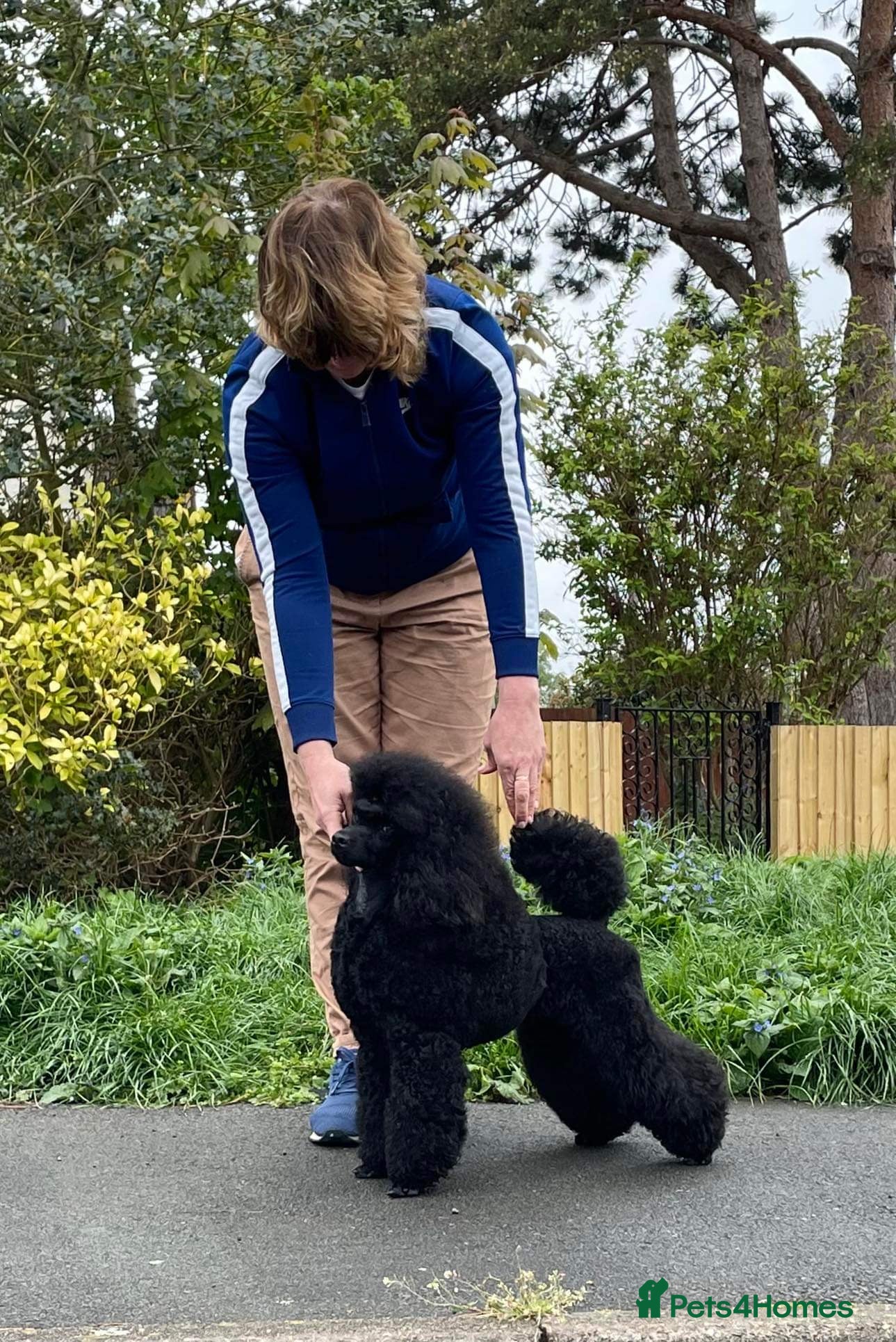 Miniature Poodle dogs Stunning Miniature Poodles from Proven Bloodlines - Advert 2