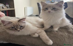 Siberian cats for sale: Siberian Kittens Neva Masquerade White - Image 18