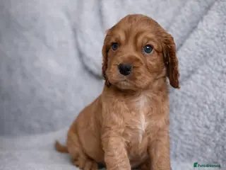 Cocker Spaniel dogs Working Cocker spaniels - Advert 3