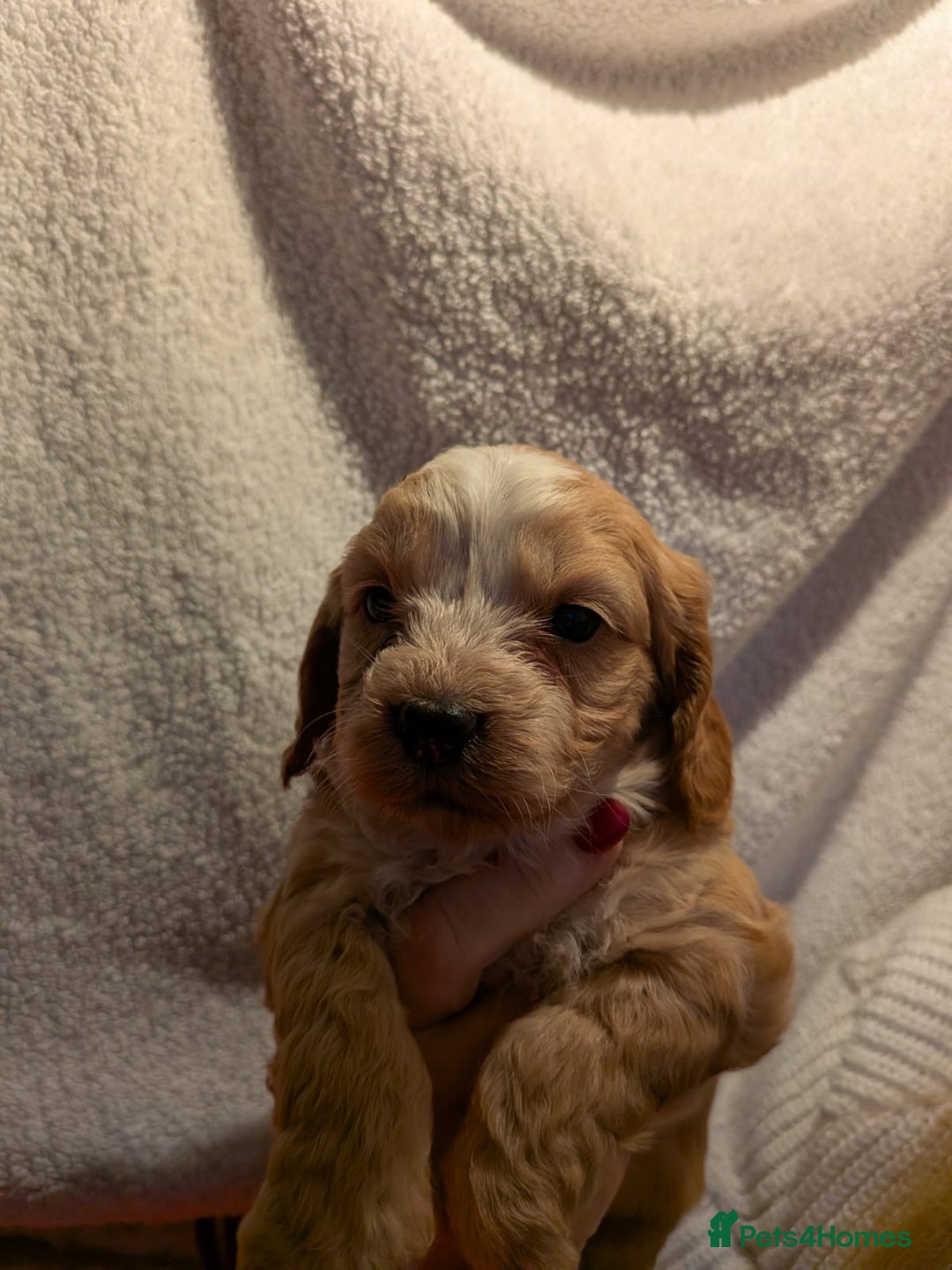 Cockapoo dogs for sale: Cockapoo puppies for sale - Advert 8