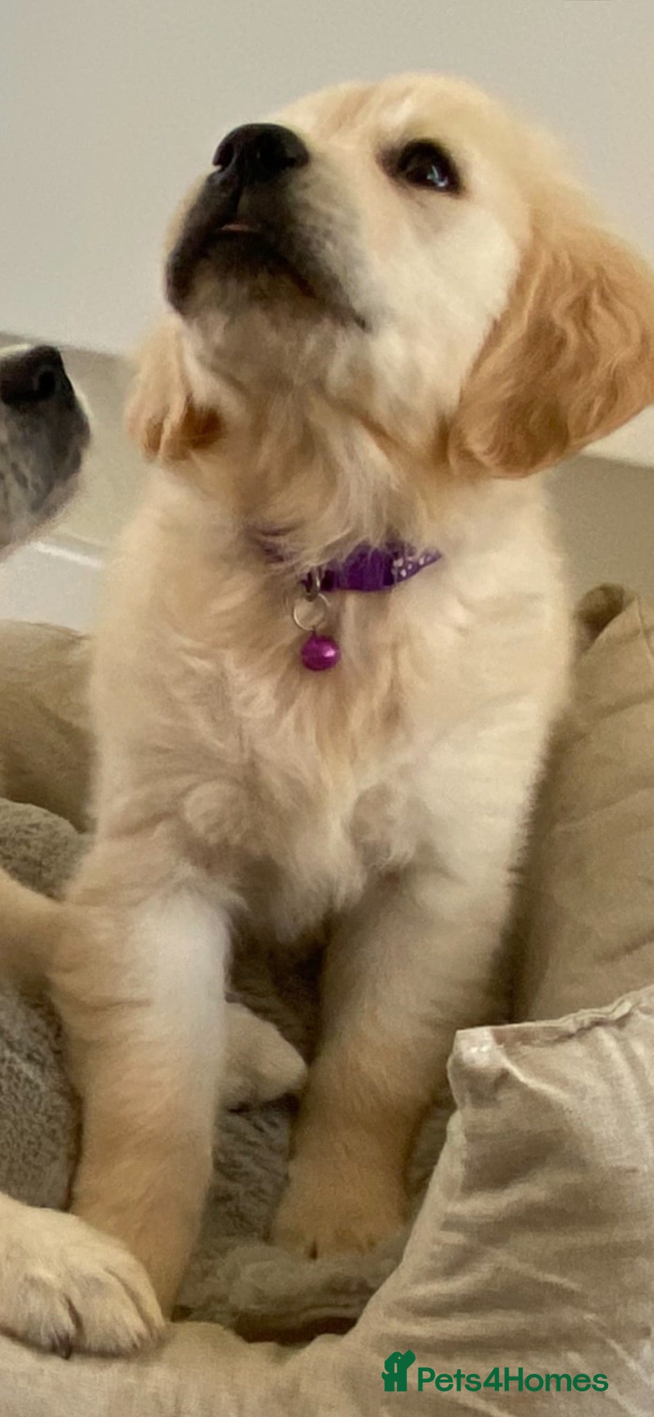 Golden Retriever dogs Only 1 female KC registered available  - Advert 2