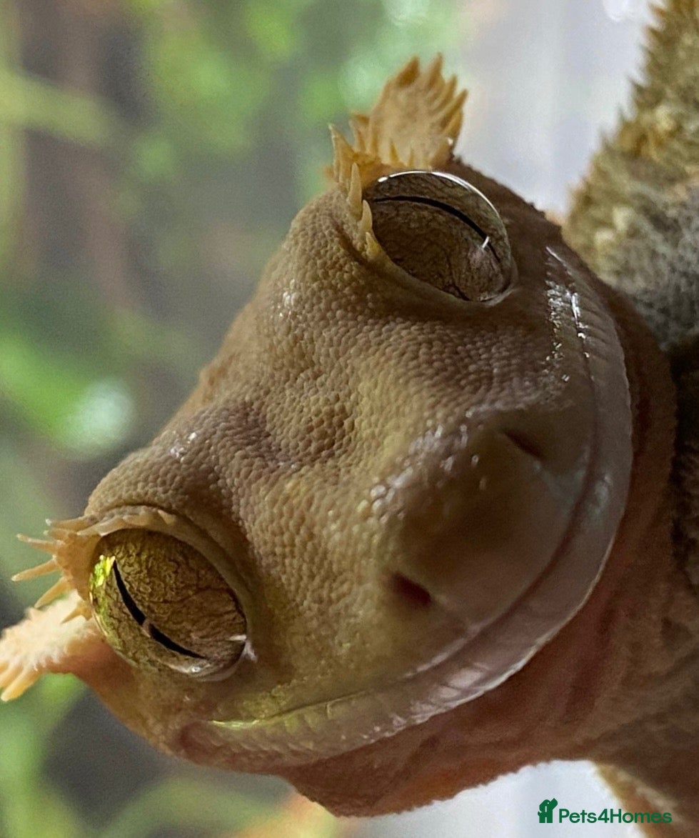 Gecko reptiles Crested gecko male - Advert 2