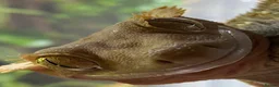 Gecko reptiles for sale: Crested gecko male in Grangemouth - Advert 1