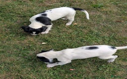 English Springer Spaniel dogs for sale: Springer spaniel pups ready now  - Image 6