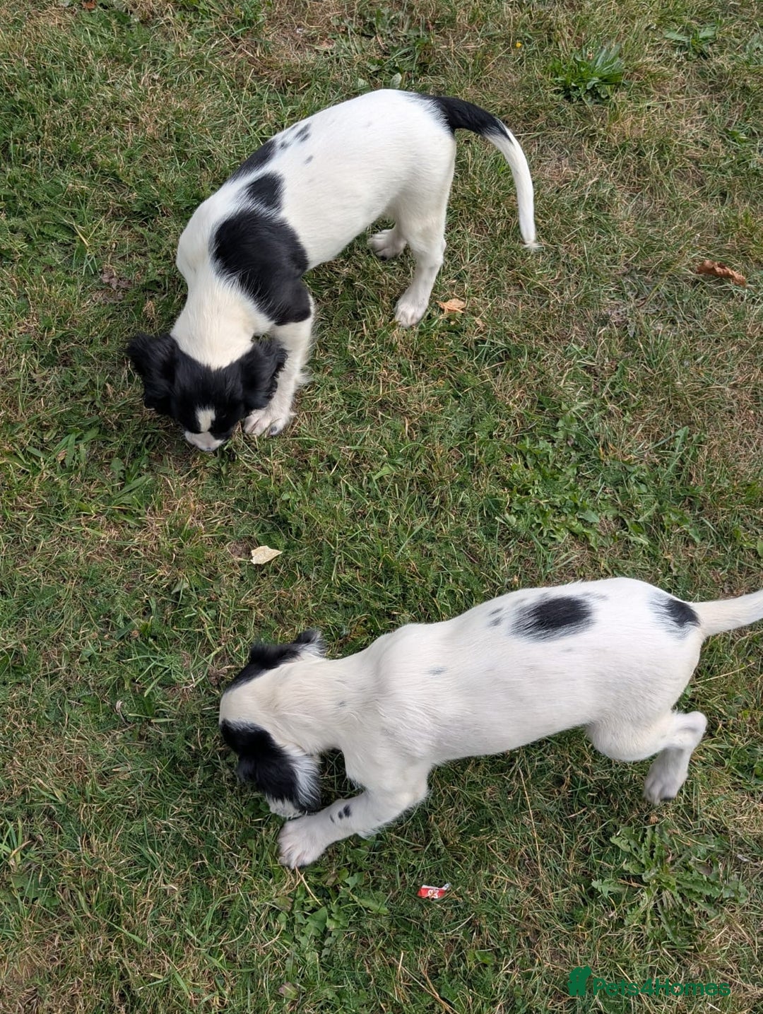 English Springer Spaniel dogs for sale: Springer spaniel pups ready now  - Image 6