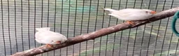 Finches birds for sale: Zebra finch, Chinese painted quail and star finch - Advert 2