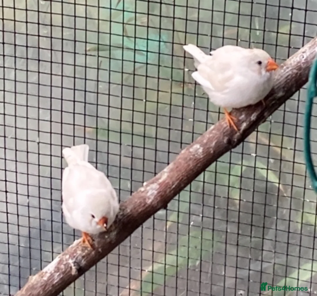 Finches birds for sale: Zebra finch, Chinese painted quail and star finch - Advert 2