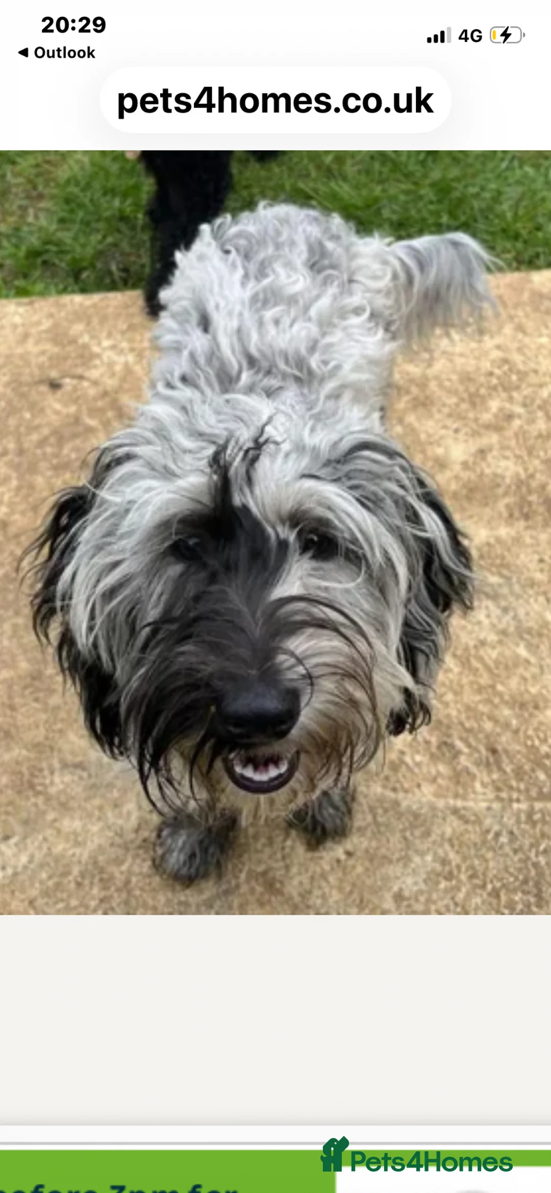 Cockapoo dogs for sale: Toy cockapoos hereditary health tested clear   - Advert 18