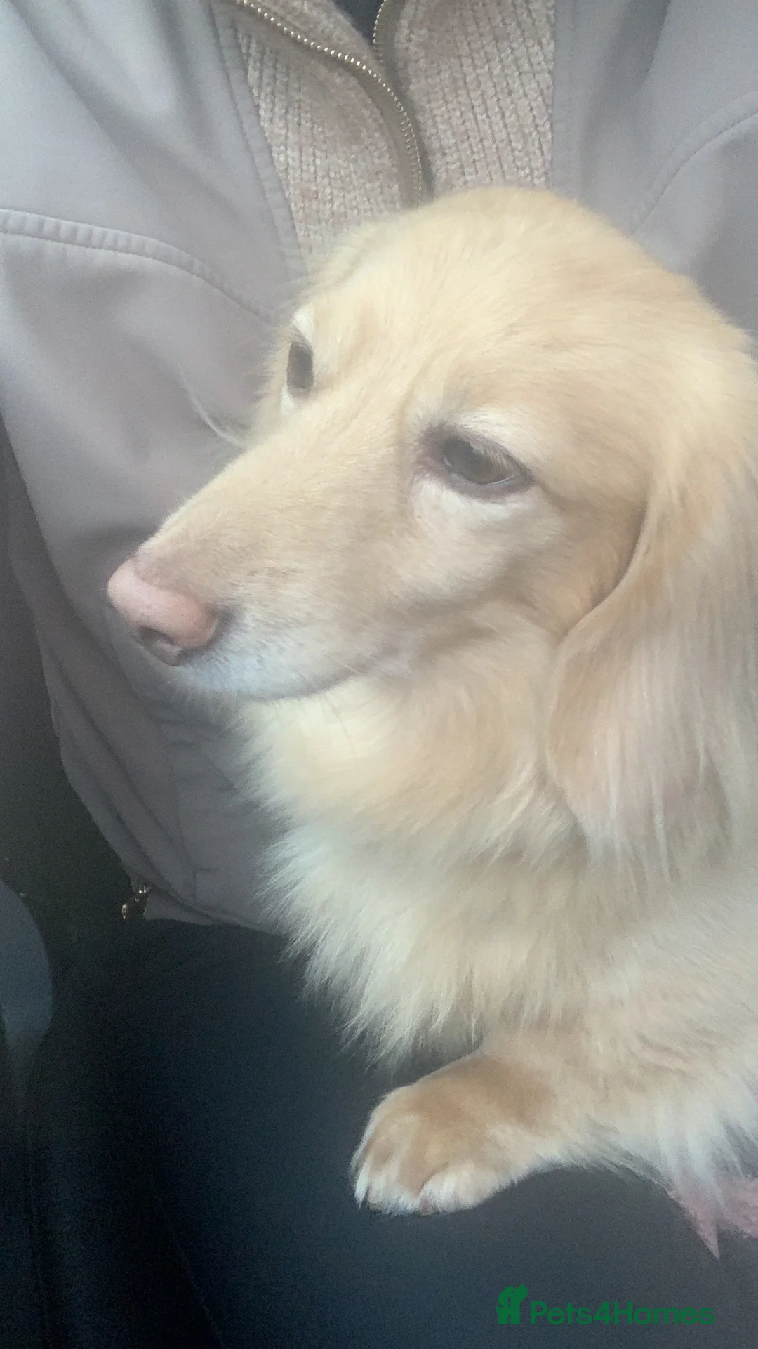 Miniature Dachshund dogs for sale: Little sausages with big characters  - Advert 19