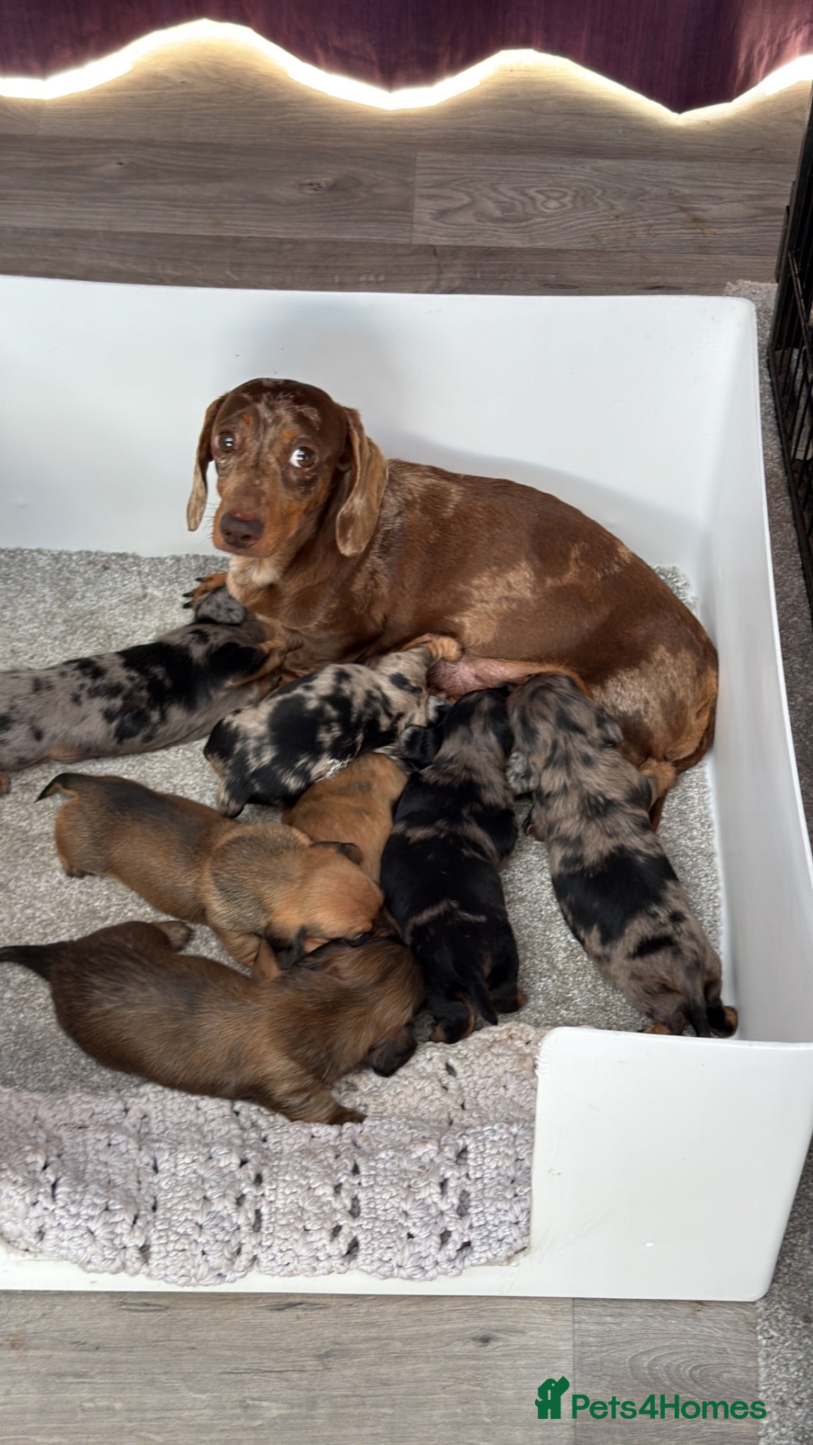 Dachshund dogs Miniature Dachshund quality Pups  - Advert 1