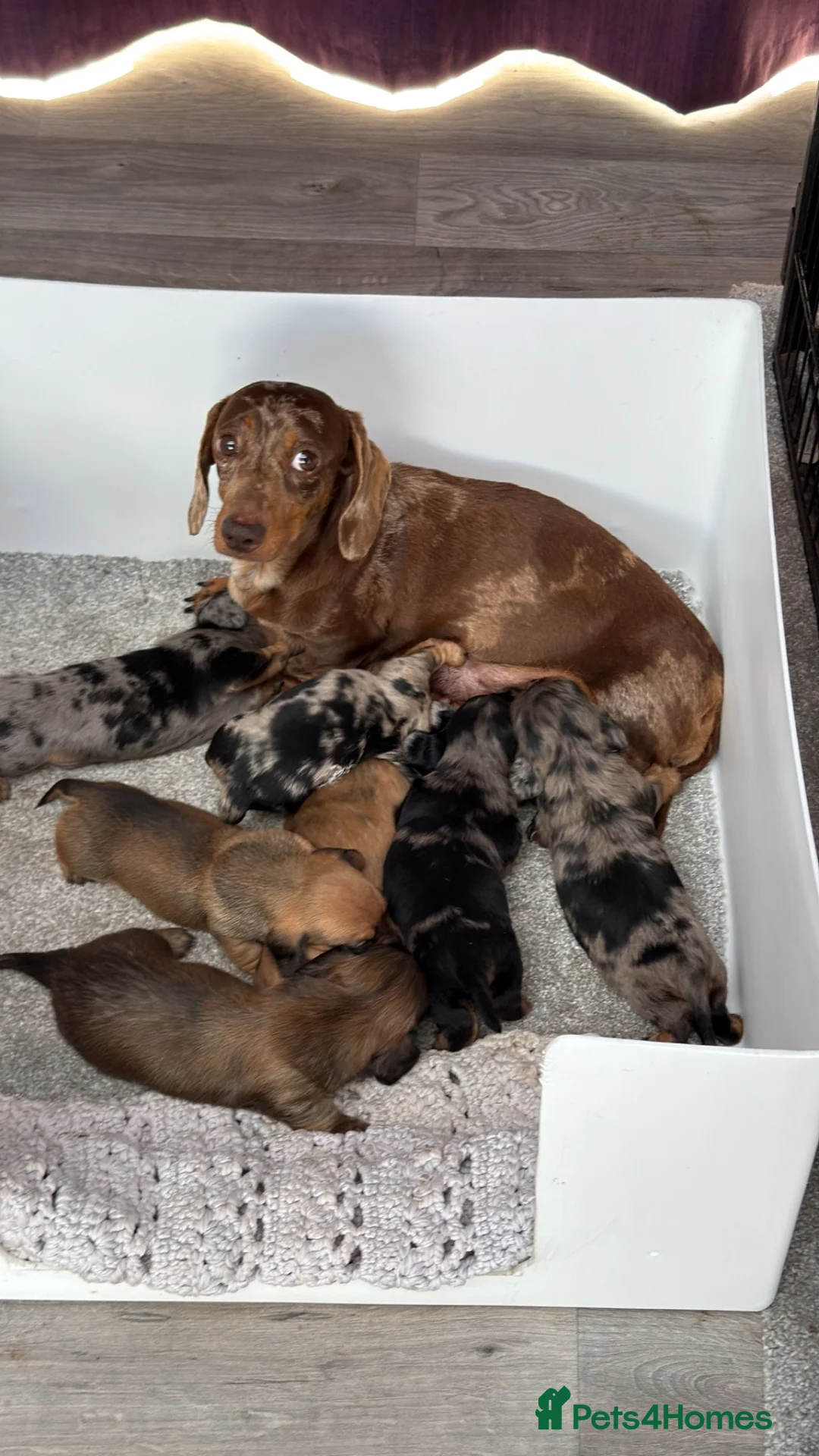 Dachshund dogs for sale: Miniature Dachshund quality Pups  - Advert 1