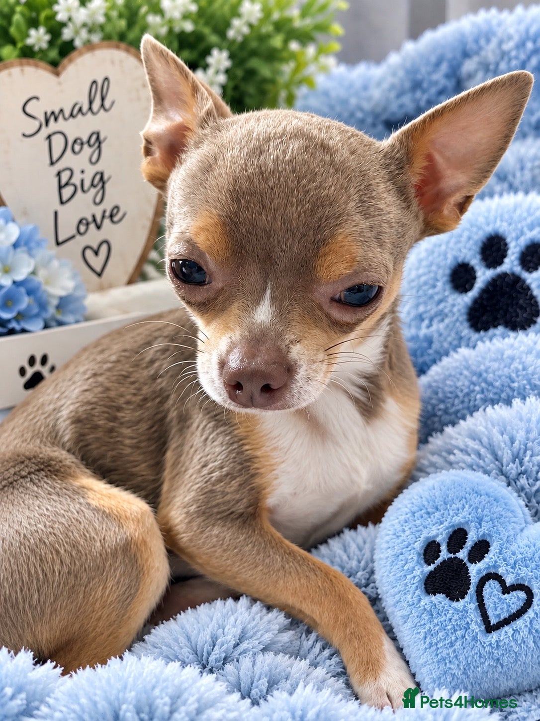 Chihuahua dogs Lilac & Tan Chihuahua Stud - Advert 1