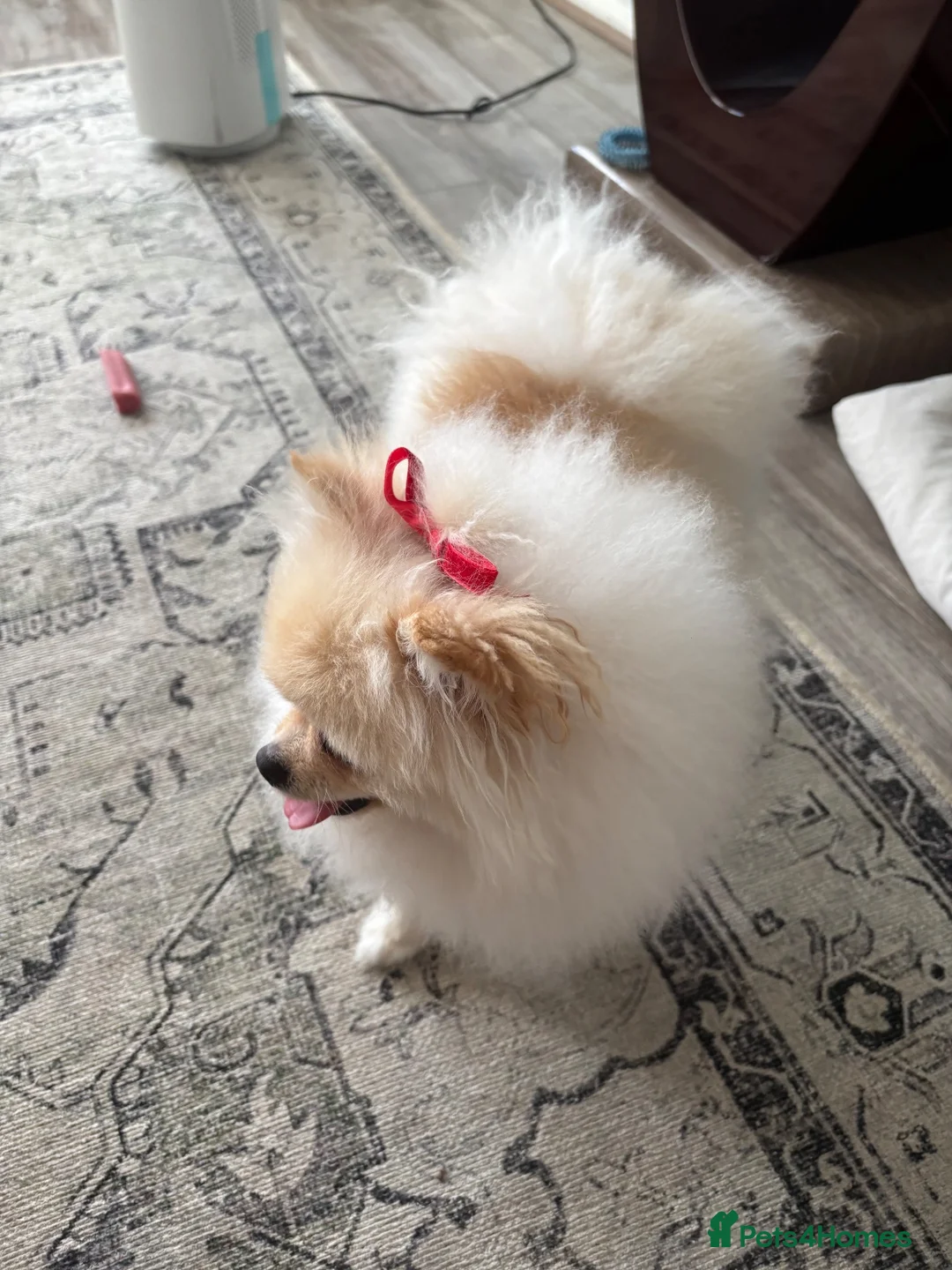 Pomeranian dogs for sale: Pomeranian male - Advert 1